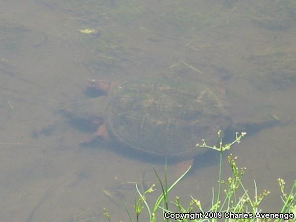 Snapping Turtle (Chelydra serpentina)