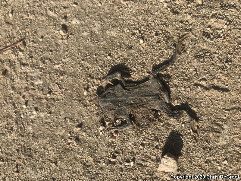 Southern California Toad (Anaxyrus boreas halophilus)