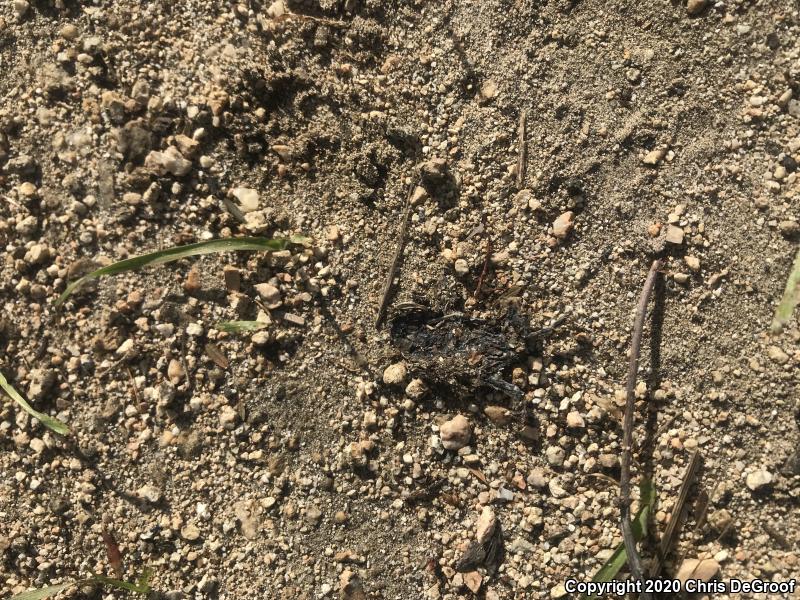 Southern California Toad (Anaxyrus boreas halophilus)