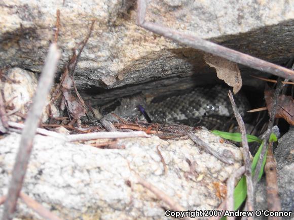 Northern Pacific Rattlesnake (Crotalus oreganus oreganus)