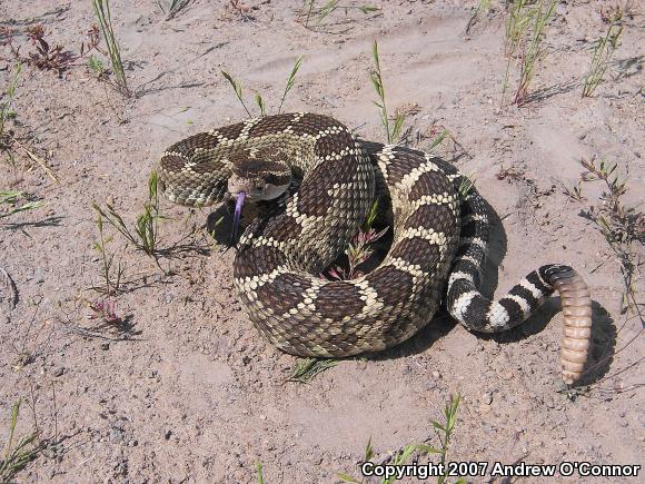 Northern Pacific Rattlesnake (Crotalus oreganus oreganus)