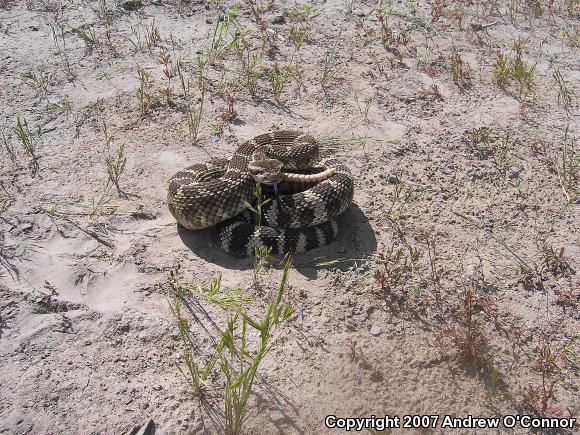 Northern Pacific Rattlesnake (Crotalus oreganus oreganus)