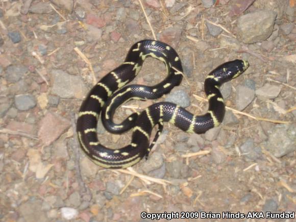 California Kingsnake (Lampropeltis getula californiae)