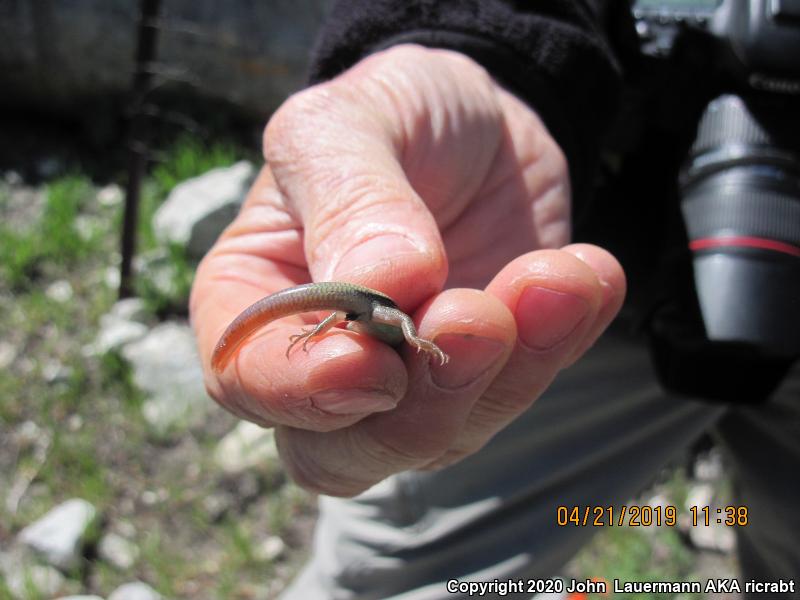 Western Redtail Skink (Plestiodon gilberti rubricaudatus)