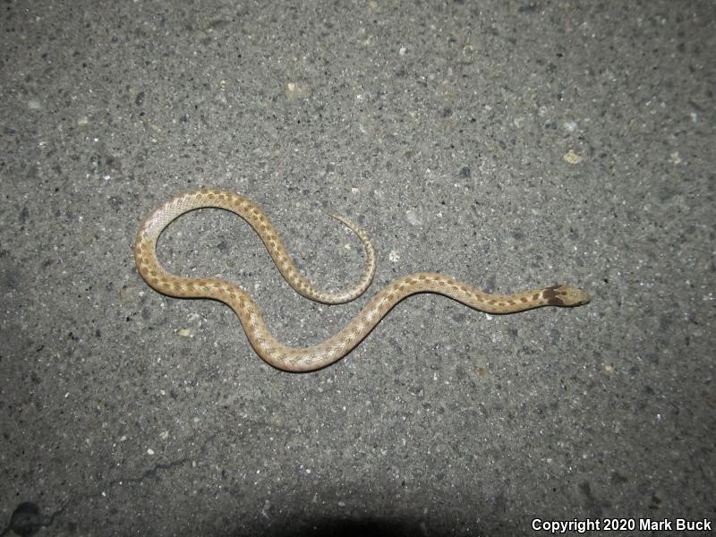 California Nightsnake (Hypsiglena ochrorhyncha nuchalata)