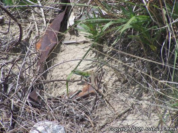 Prairie Racerunner (Aspidoscelis sexlineata viridis)