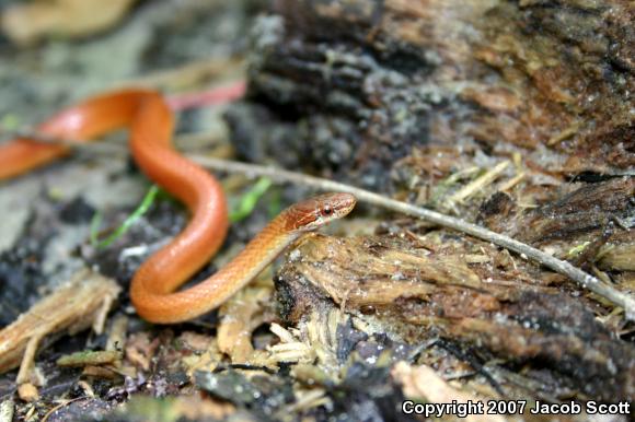 Pine Woods Littersnake (Rhadinaea flavilata)