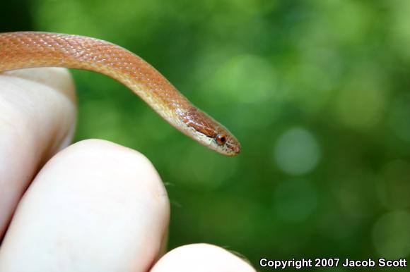 Pine Woods Littersnake (Rhadinaea flavilata)