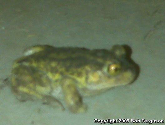 Eastern Spadefoot (Scaphiopus holbrookii)