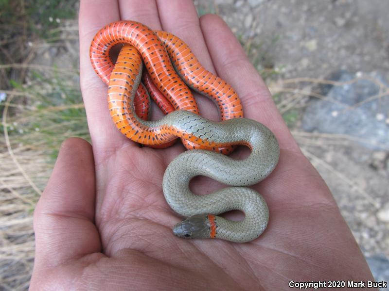 San Bernardino Ring-necked Snake (Diadophis punctatus modestus)
