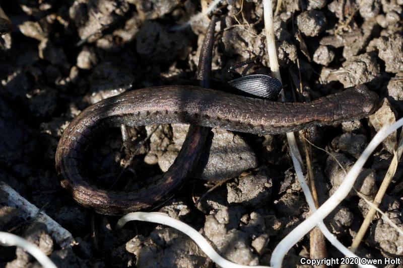 California Slender Salamander (Batrachoseps attenuatus)