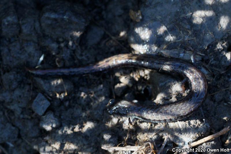 California Slender Salamander (Batrachoseps attenuatus)