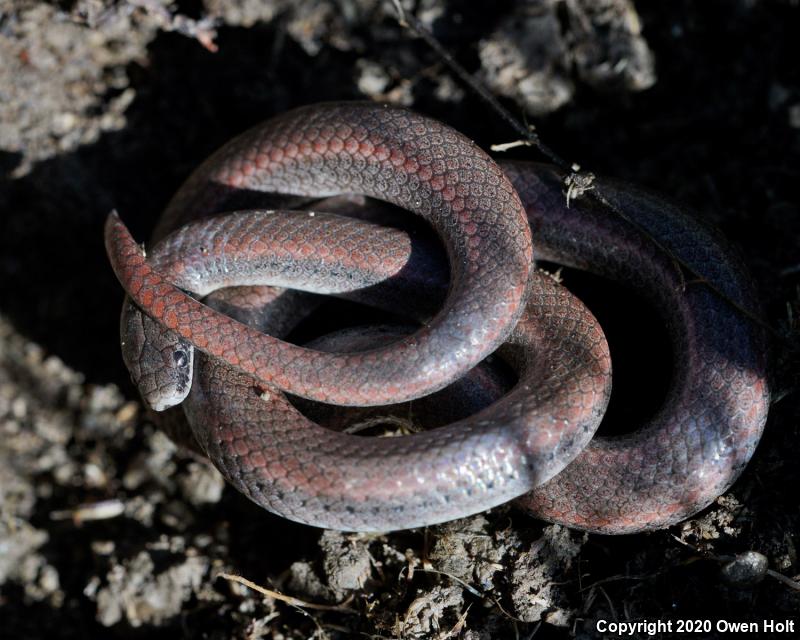 Sharp-tailed Snake (Contia tenuis)