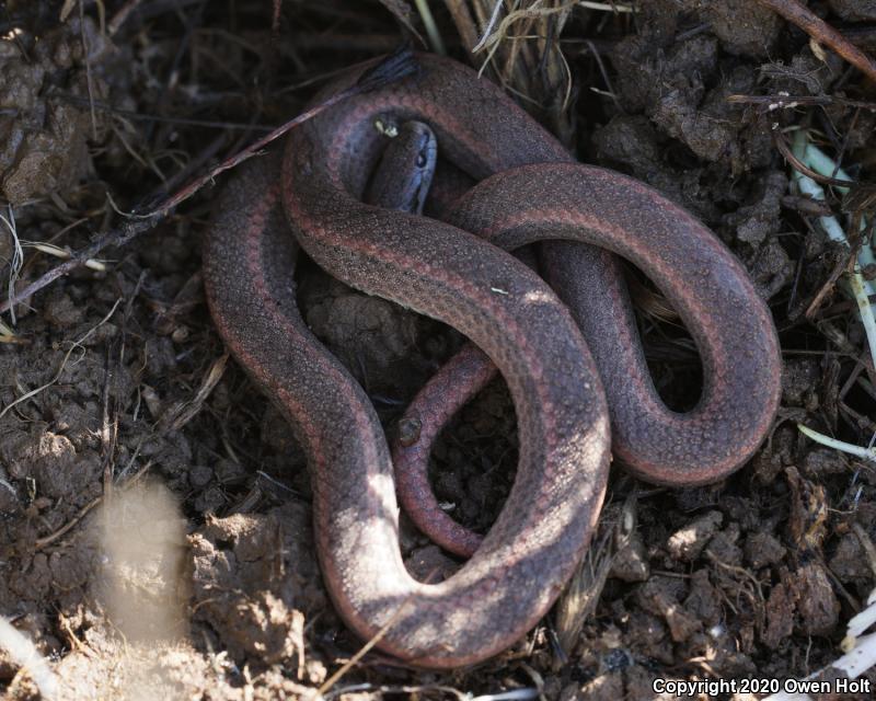 Sharp-tailed Snake (Contia tenuis)