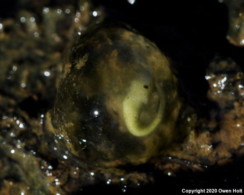 California Tiger Salamander (Ambystoma californiense)