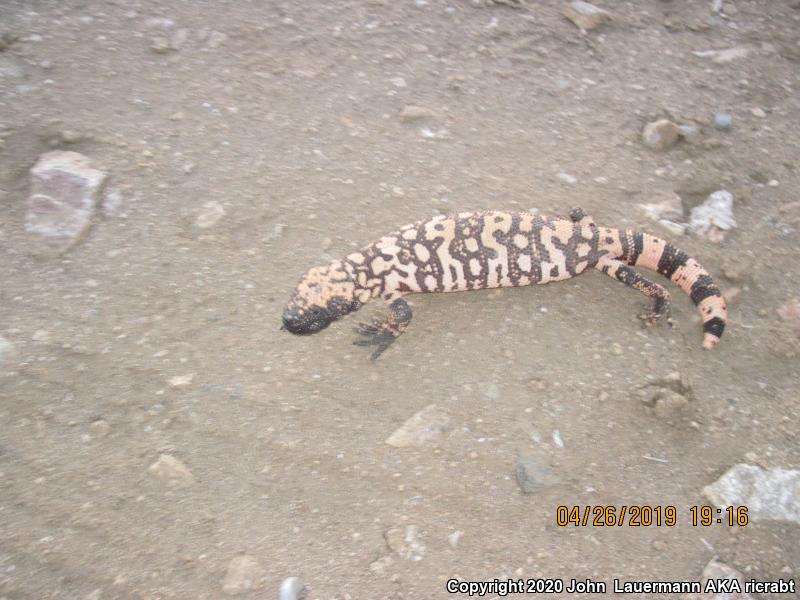 Banded Gila Monster (Heloderma suspectum cinctum)