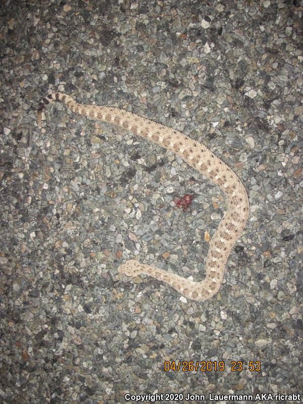 Colorado Desert Sidewinder (Crotalus cerastes laterorepens)