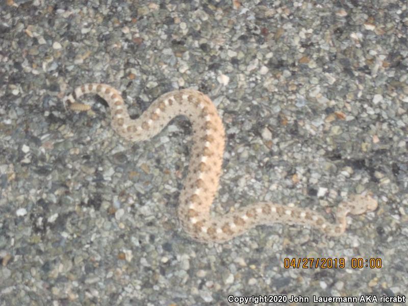 Colorado Desert Sidewinder (Crotalus cerastes laterorepens)