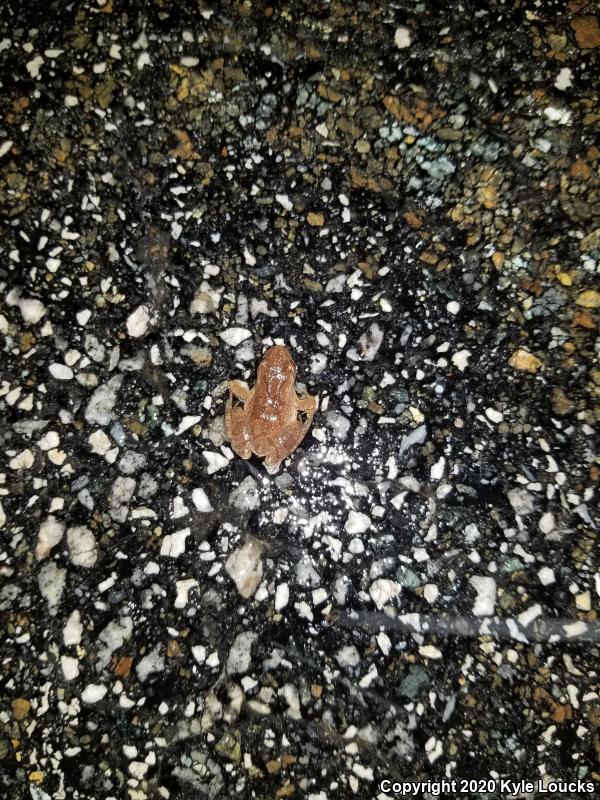 Spring Peeper (Pseudacris crucifer)