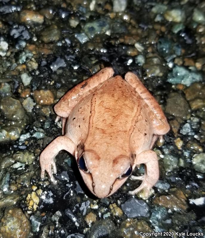 Wood Frog (Lithobates sylvaticus)