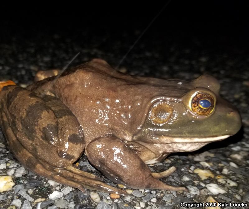 American Bullfrog (Lithobates catesbeianus)