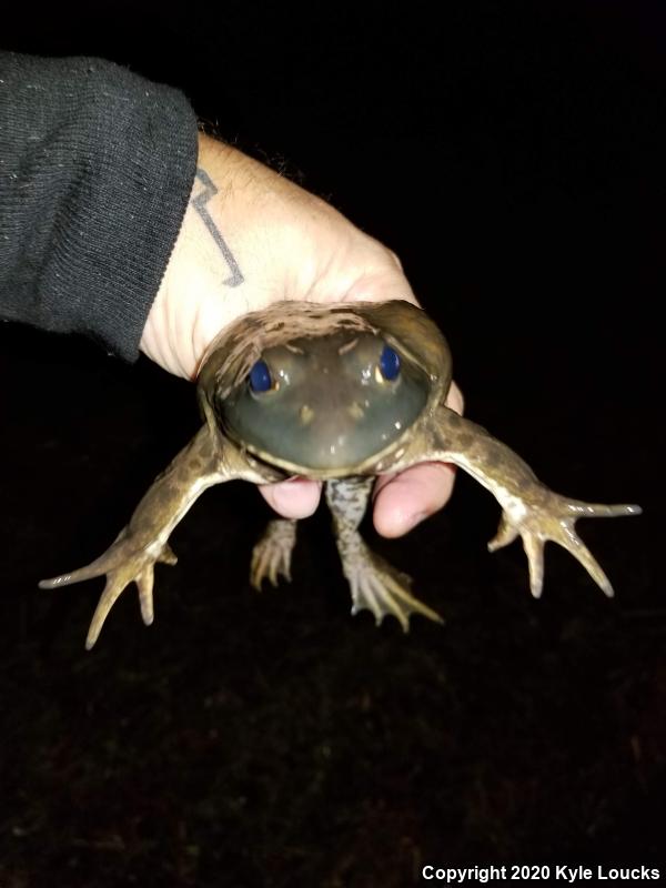 American Bullfrog (Lithobates catesbeianus)