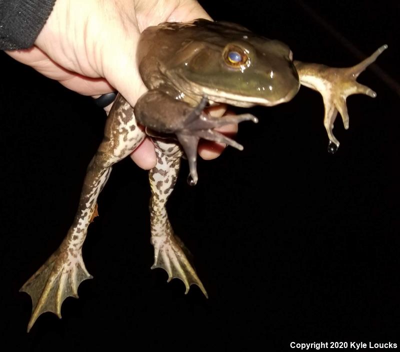 American Bullfrog (Lithobates catesbeianus)