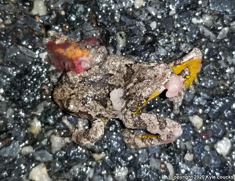 Cope's Gray Treefrog (Hyla chrysoscelis)