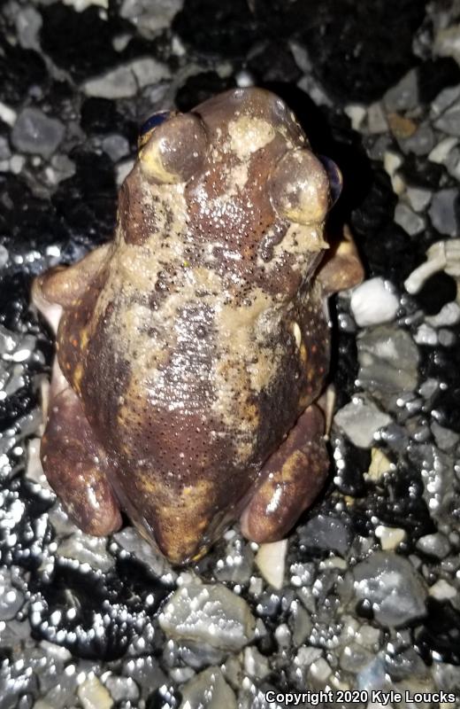 Eastern Spadefoot (Scaphiopus holbrookii)