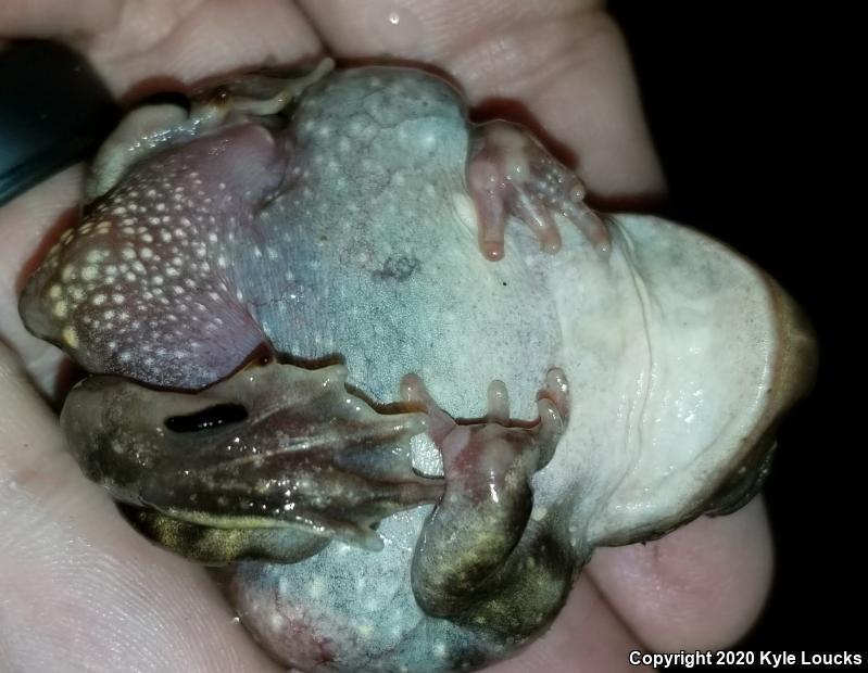 Eastern Spadefoot (Scaphiopus holbrookii)