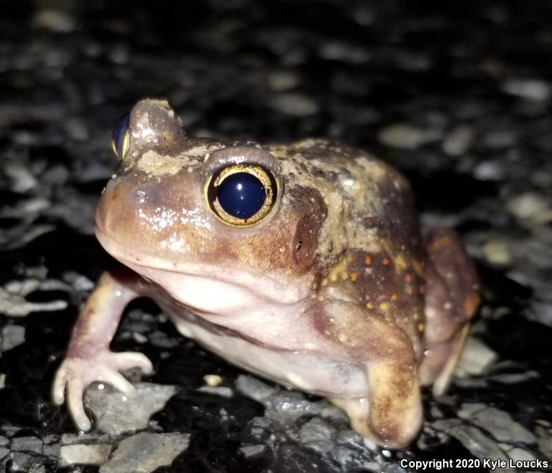 Eastern Spadefoot (Scaphiopus holbrookii)