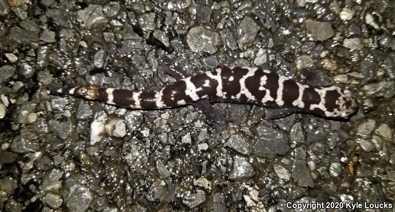 Marbled Salamander (Ambystoma opacum)