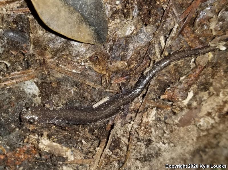 Eastern Red-backed Salamander (Plethodon cinereus)