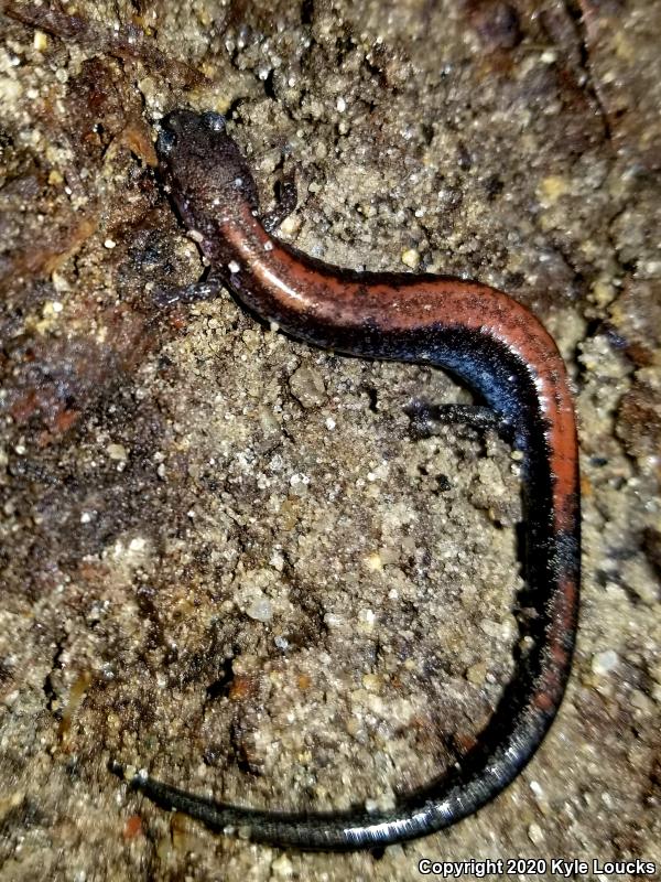 Eastern Red-backed Salamander (Plethodon cinereus)