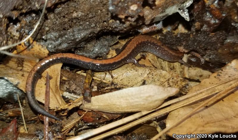 Eastern Red-backed Salamander (Plethodon cinereus)