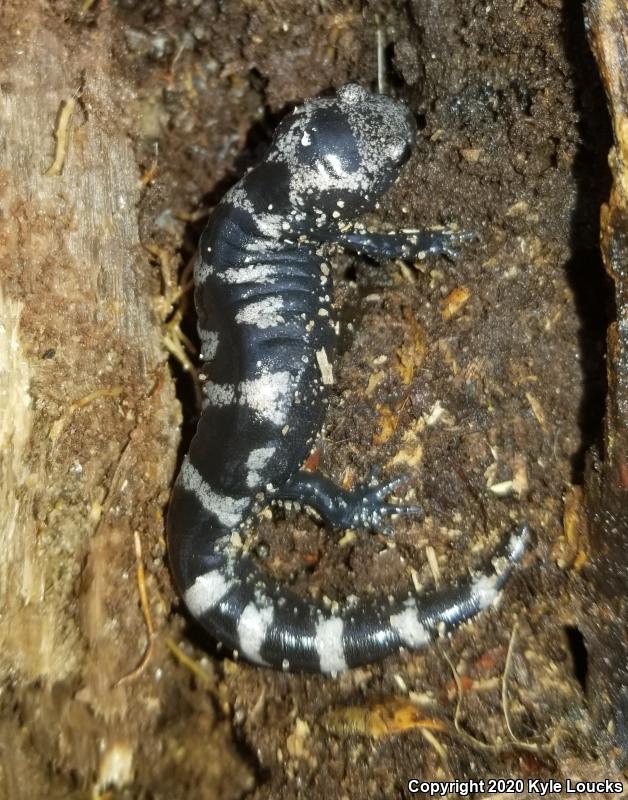 Marbled Salamander (Ambystoma opacum)