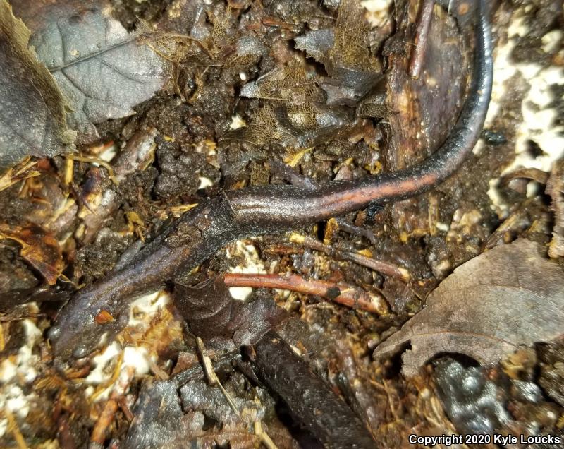 Eastern Red-backed Salamander (Plethodon cinereus)