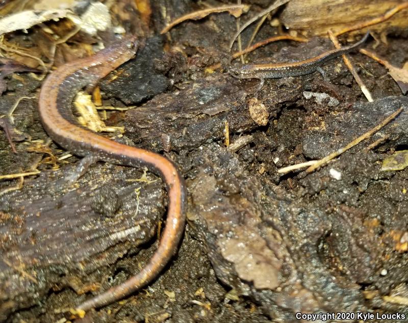 Eastern Red-backed Salamander (Plethodon cinereus)