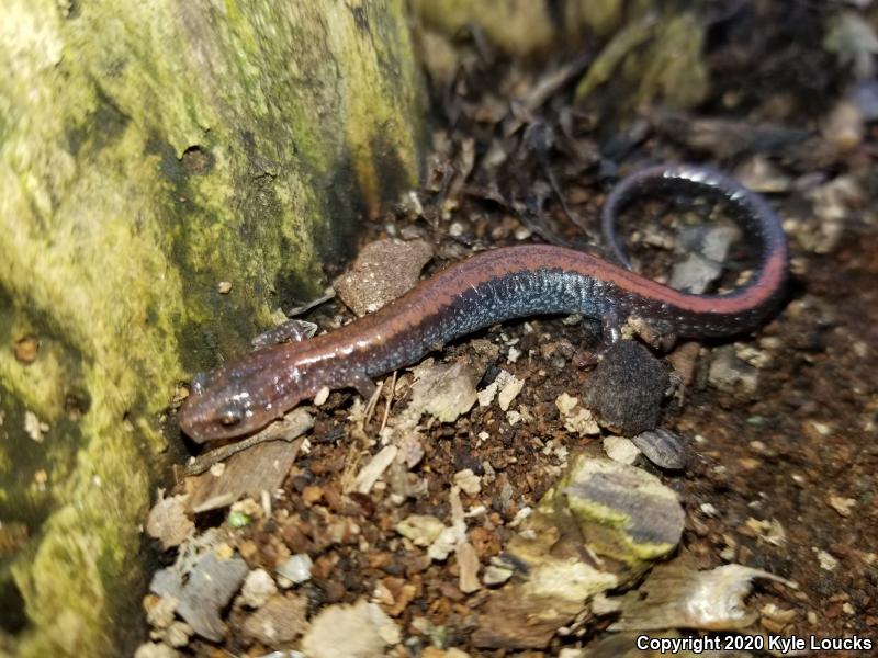 Eastern Red-backed Salamander (Plethodon cinereus)