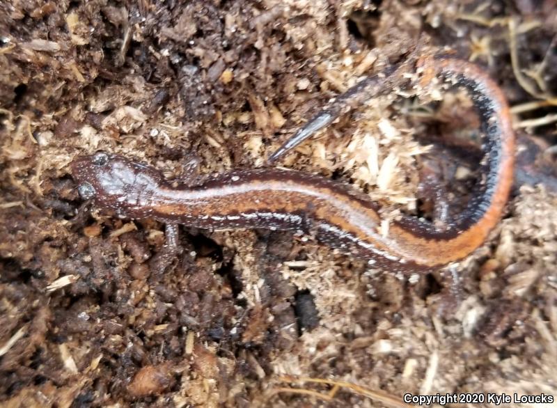 Eastern Red-backed Salamander (Plethodon cinereus)