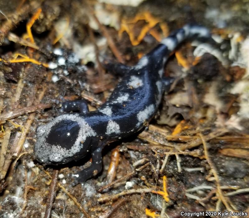 Marbled Salamander (Ambystoma opacum)