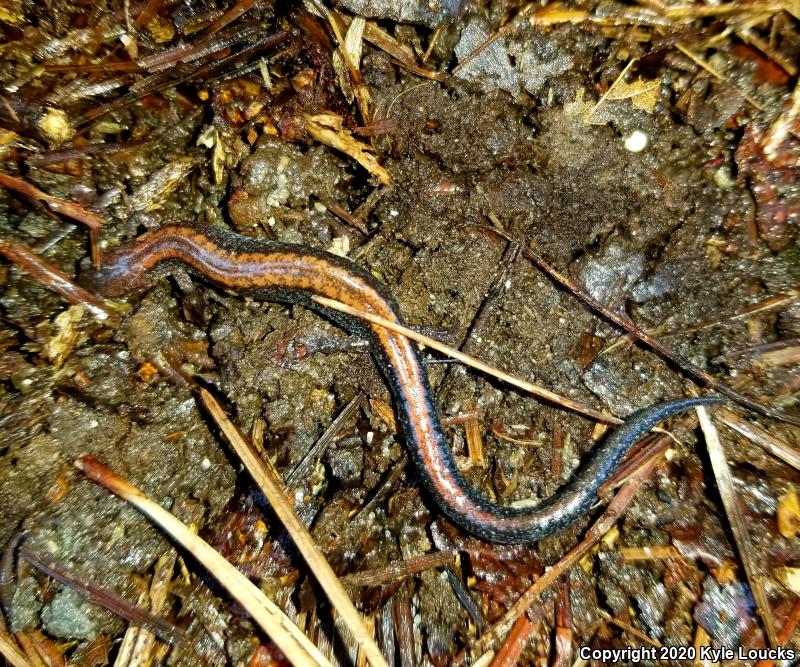 Eastern Red-backed Salamander (Plethodon cinereus)