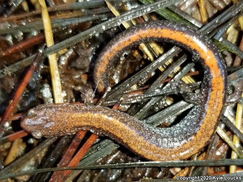 Eastern Red-backed Salamander (Plethodon cinereus)