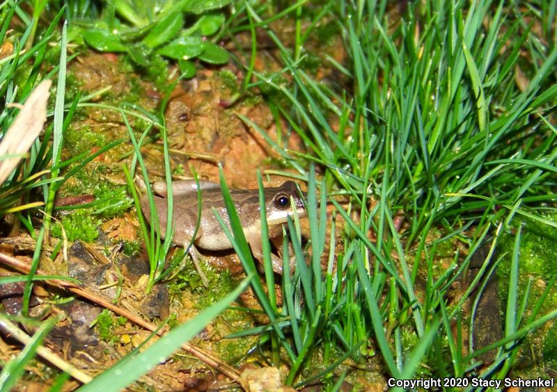 Upland Chorus Frog (Pseudacris feriarum)