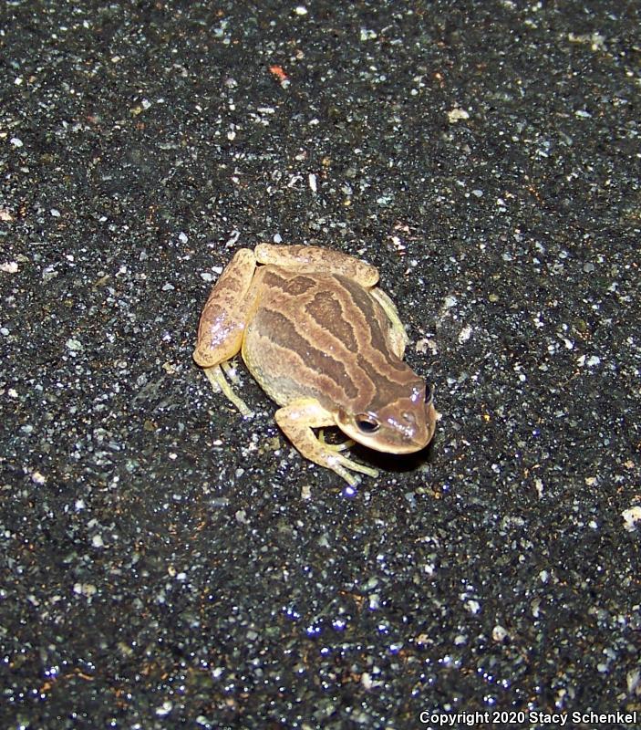 Upland Chorus Frog (Pseudacris feriarum)
