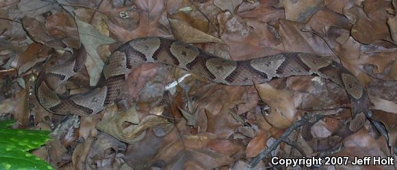 Northern  Copperhead (Agkistrodon contortrix mokasen)