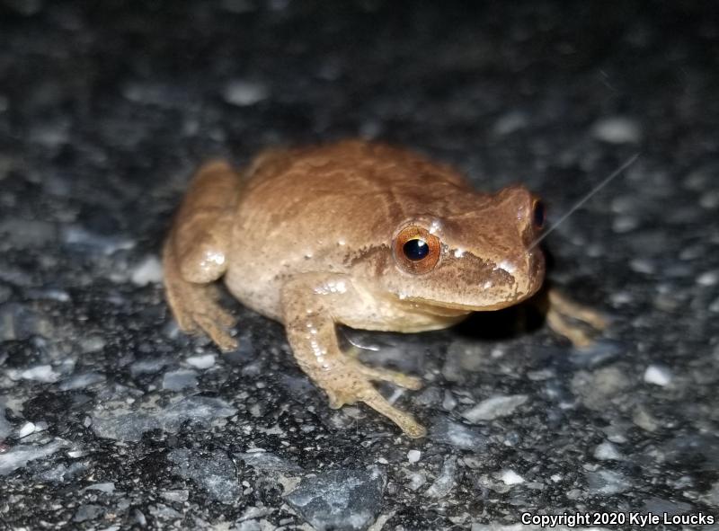 Spring Peeper (Pseudacris crucifer)