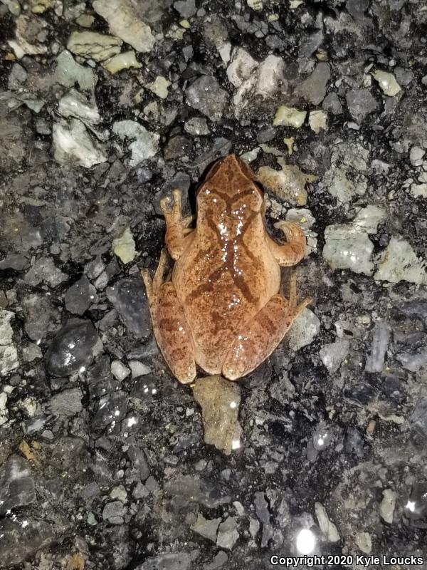 Spring Peeper (Pseudacris crucifer)