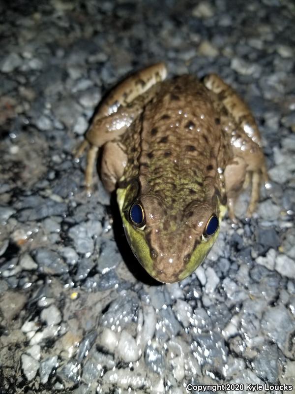 Northern Green Frog (Lithobates clamitans melanota)