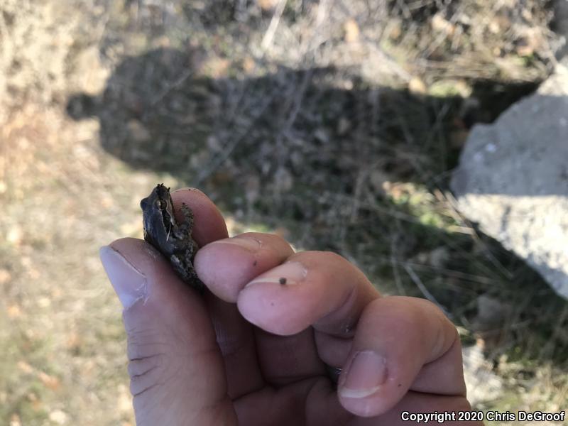 Baja California Treefrog (Pseudacris hypochondriaca)